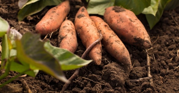 Sweet potatoes