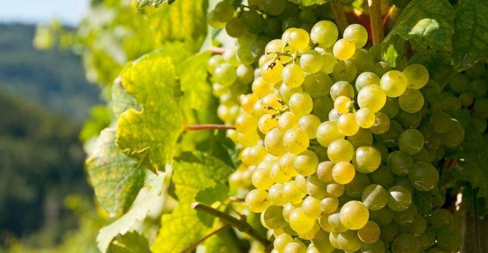 A-bunch-of-gruner-veltliner-grapes