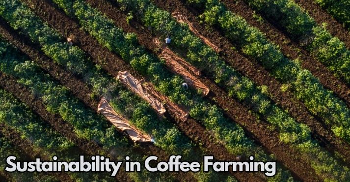 the-importance-of-sustainability-in-coffee-farming