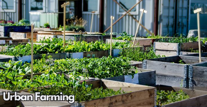 Urban Farming